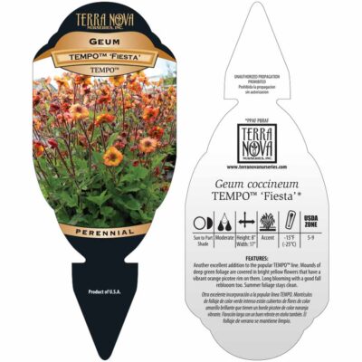 Geum TEMPO™ 'Fiesta' - Tag