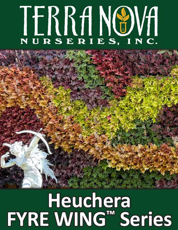 Heuchera FYRE WING™ Series