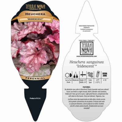 Heuchera 'Iridescent' - Tag