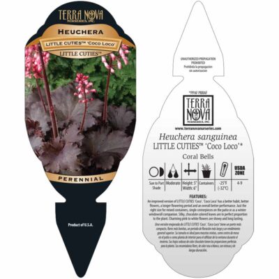 Heuchera LITTLE CUTIES™ 'Coco Loco' - Tag Heuchera LITTLE CUTIES™ 'Coco Loco' - Tag