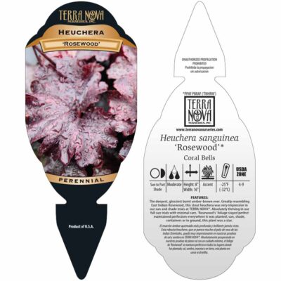 Heuchera 'Rosewood' - Tag Heuchera 'Rosewood' - Tag