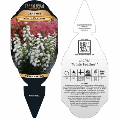 Liatris 'White Feather' - Tag