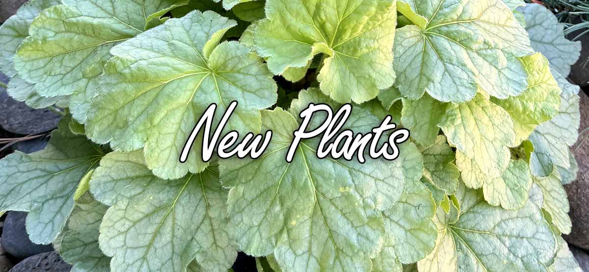 New Plants