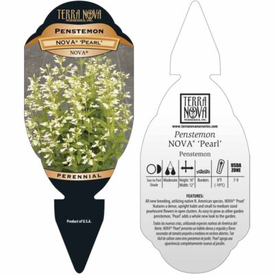 Penstemon NOVA® 'Pearl' - Tag