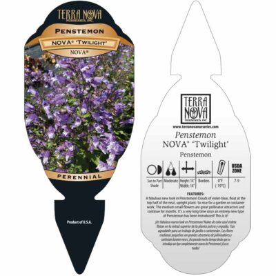 Penstemon NOVA® 'Twilight' - Tag Penstemon NOVA® 'Twilight' - Tag