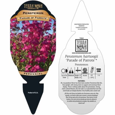 Penstemon 'Parade of Parrots' - Tag Penstemon 'Parade of Parrots' - Tag