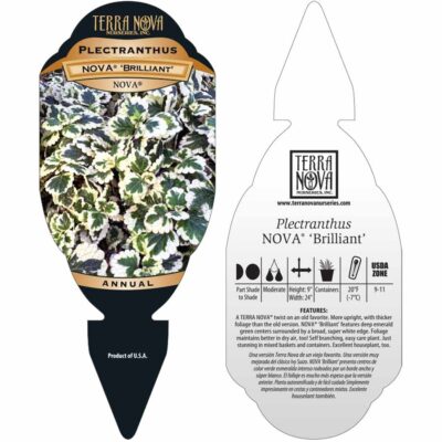Plectranthus NOVA® 'Brilliant' - Tag Plectranthus NOVA® 'Brilliant' - Tag