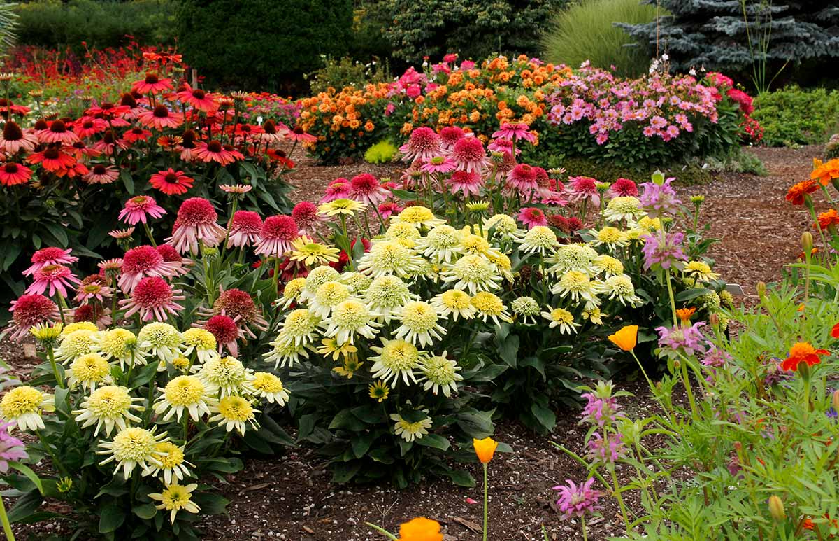 The Trial Beds At The Oregon Garden The Trial Beds At The Oregon Garden