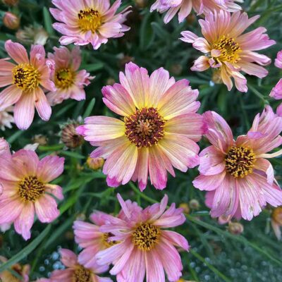 Coreopsis NOVA® 'Sunstone' Coreopsis NOVA® 'Sunstone'