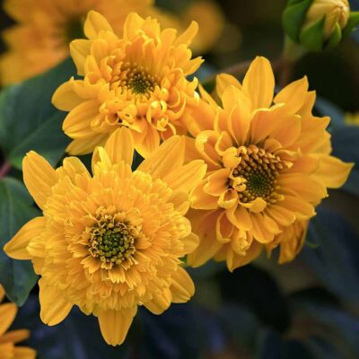 Echinacea DELIGHTFUL™ 'Gold' Echinacea DELIGHTFUL™ 'Gold'