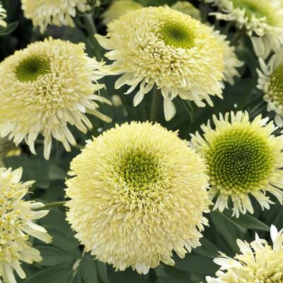 Echinacea DELIGHTFUL™ 'Lace' Echinacea DELIGHTFUL™ 'Lace'