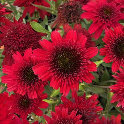Echinacea DELIGHTFUL™ 'Sangria'