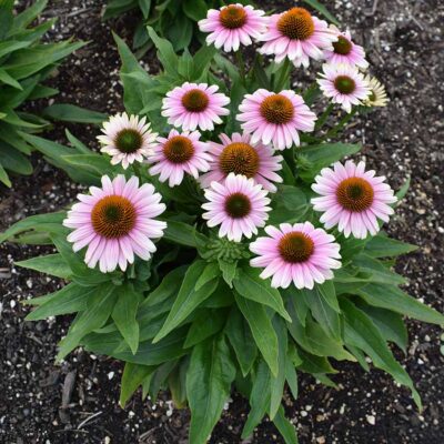 Echinacea 'French Tips' Echinacea 'French Tips'