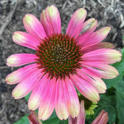 Echinacea KISMET® 'Pink Lemonade' Echinacea KISMET® 'Pink Lemonade'