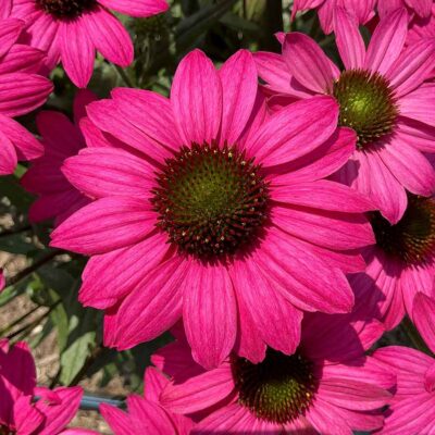 Echinacea PRIMA™ 'Berry' Echinacea PRIMA™ 'Berry'