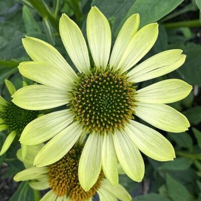 Echinacea PRIMA™ 'Lime'