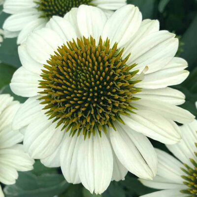Echinacea PRINCESS™ 'Bride' Echinacea PRINCESS™ 'Bride'