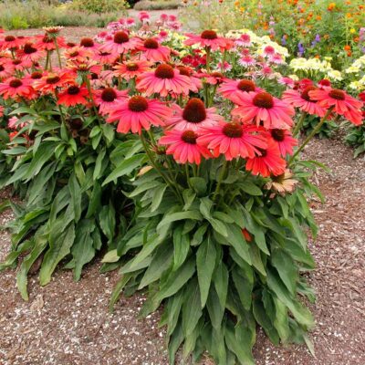 Echinacea REVELATION® 'Coral'