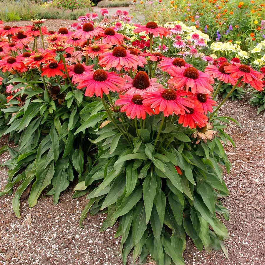 Echinacea REVELATION® 'Coral' Echinacea REVELATION® 'Coral'