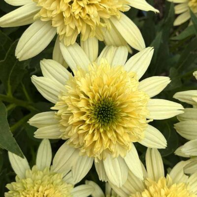 Echinacea SUN DIAL™ 'Zenith'