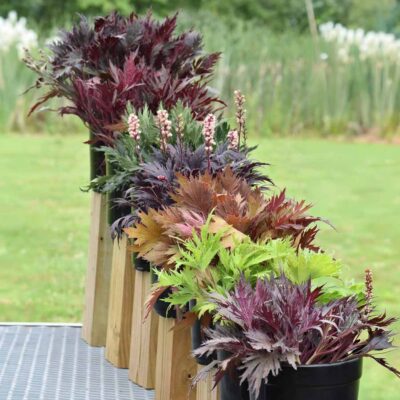 Heuchera FYRE WING™ 'Amber' Heuchera FYRE WING™ 'Amber'