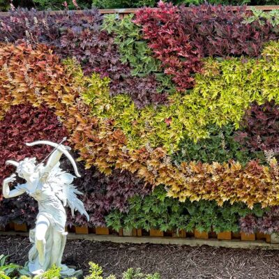Heuchera FYRE WING™ 'Jet' Heuchera FYRE WING™ 'Jet'