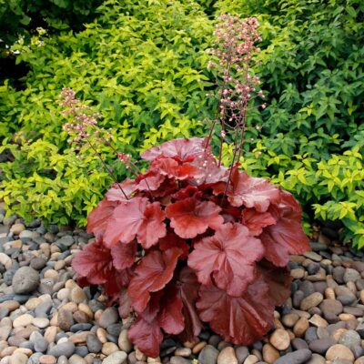 Heuchera GRANDE™ 'Carnelian'