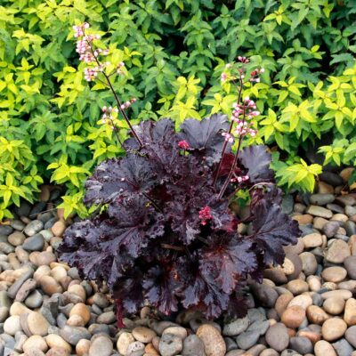 Heuchera LITTLE CUTIES™ 'Coco Loco'