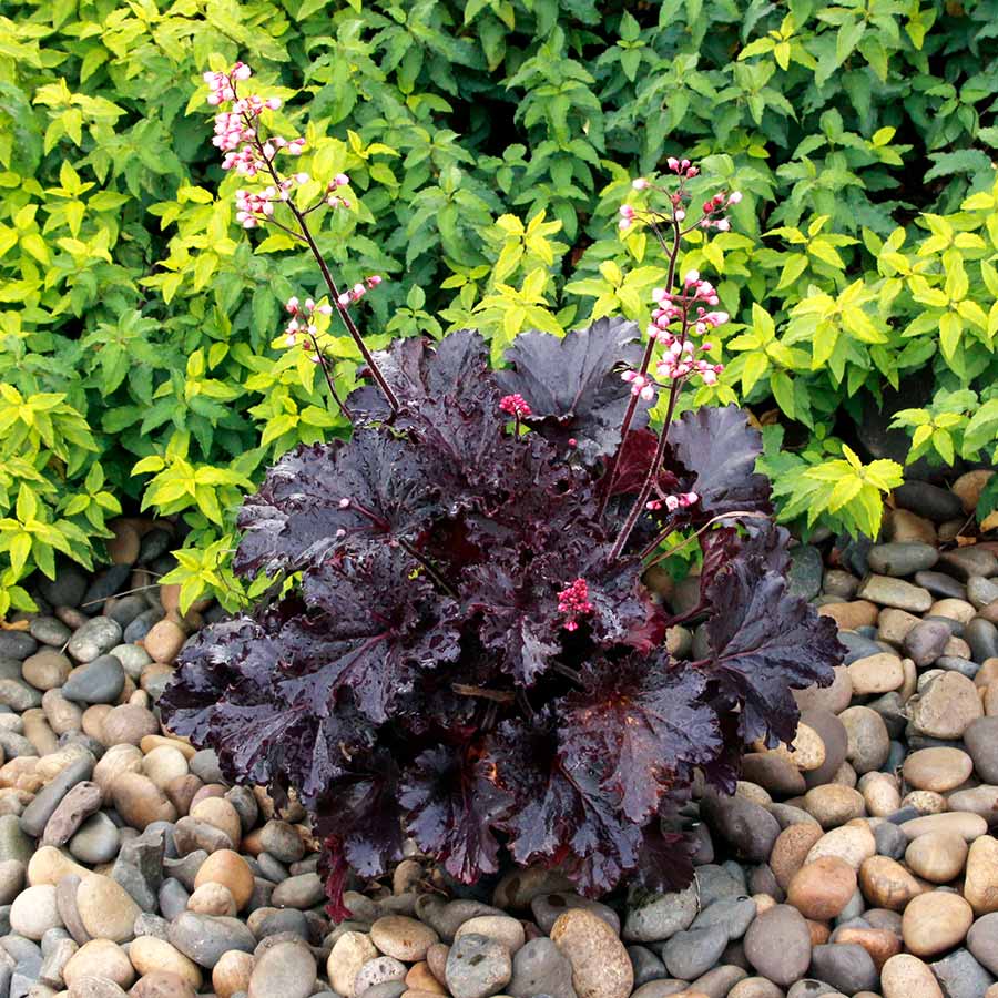 Heuchera LITTLE CUTIES™ 'Coco Loco' Heuchera LITTLE CUTIES™ 'Coco Loco'