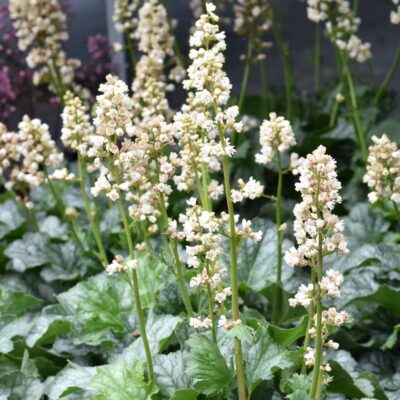 Heuchera 'Paris White' Heuchera 'Paris White'