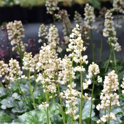 Heuchera 'Paris White' Heuchera 'Paris White'