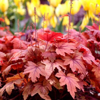 Heucherella 'Sweet Tea'