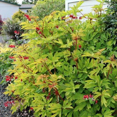 Dicentra 'Ruby Gold' Dicentra 'Ruby Gold'
